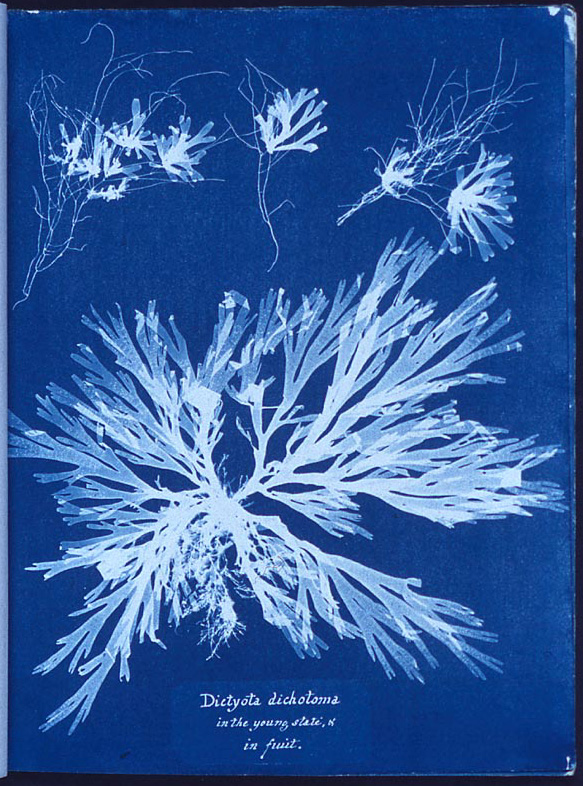 Anna Atkins’ algae cyanotype